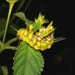 Lophocampa citrina