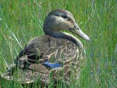Anas fulvigula
