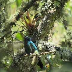 Colibri