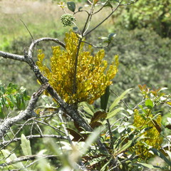 Dendrophthora clavata