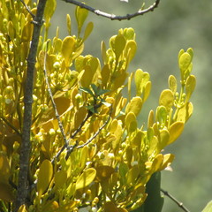 Dendrophthora clavata