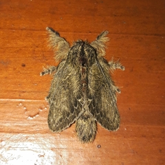 Euglyphis submarginalis