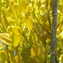 Dendrophthora clavata