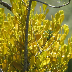 Dendrophthora clavata