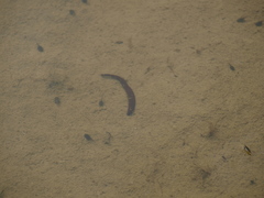 Haemopis sanguisuga