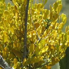 Dendrophthora clavata