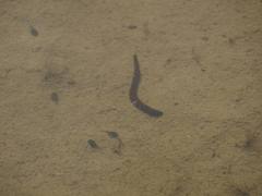 Haemopis sanguisuga