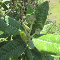 Ageratina asclepiadea