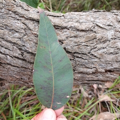Corymbia gummifera