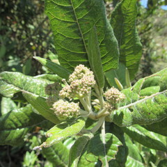 Ageratina asclepiadea
