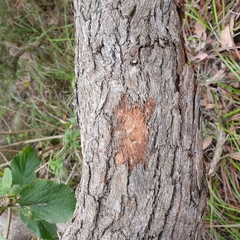 Corymbia gummifera