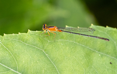 Ischnura senegalensis