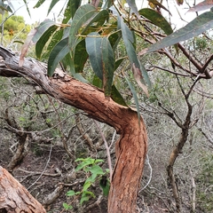 Corymbia gummifera