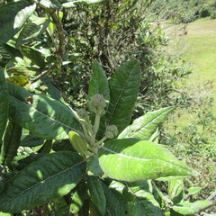 Ageratina asclepiadea