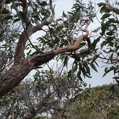 Corymbia gummifera