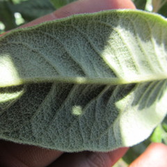 Ageratina asclepiadea