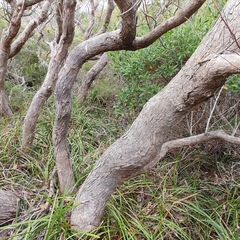 Corymbia gummifera