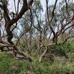 Corymbia gummifera