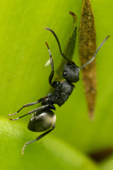 Polyrhachis phryne