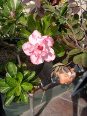 Adenium obesum