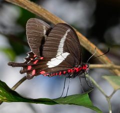 Parides proneus
