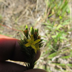 Hypericum juniperinum