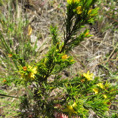 Hypericum juniperinum