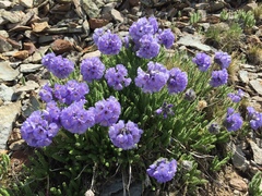 Polemonium confertum