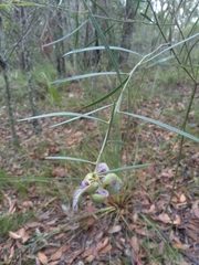 Acacia suaveolens