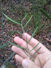Acacia suaveolens
