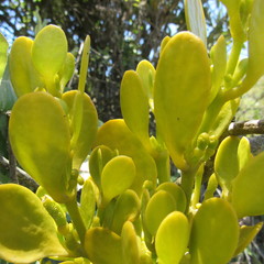 Dendrophthora clavata