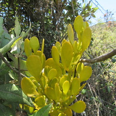 Dendrophthora clavata