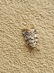 Hectobrocha pentacyma