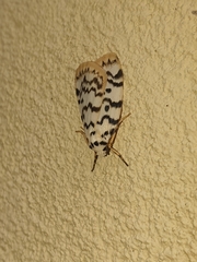 Hectobrocha pentacyma