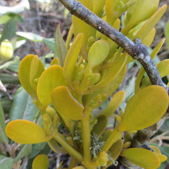 Dendrophthora clavata