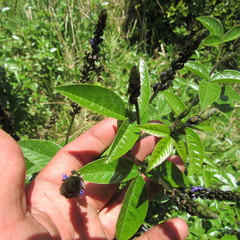 Otholobium mexicanum