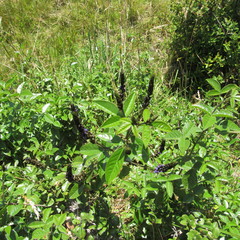 Otholobium mexicanum