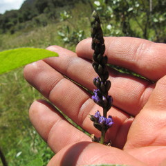 Otholobium mexicanum