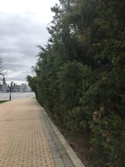 Juniperus virginiana