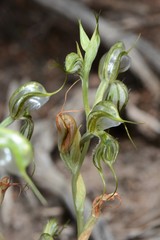 Pterostylis planulata