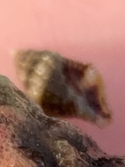 Muricoidea