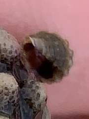 Muricoidea