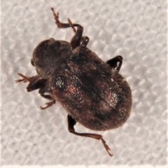Xanthonia decemnotata