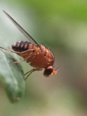 Sciadocera rufomaculata