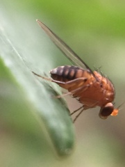 Sciadocera rufomaculata