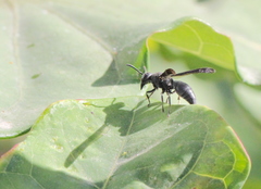 Allorhynchium chinense