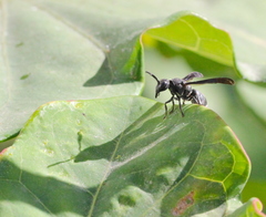 Allorhynchium chinense