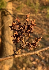Eriophyes betulae