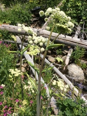 Angelica capitellata