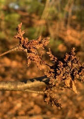 Eriophyes betulae